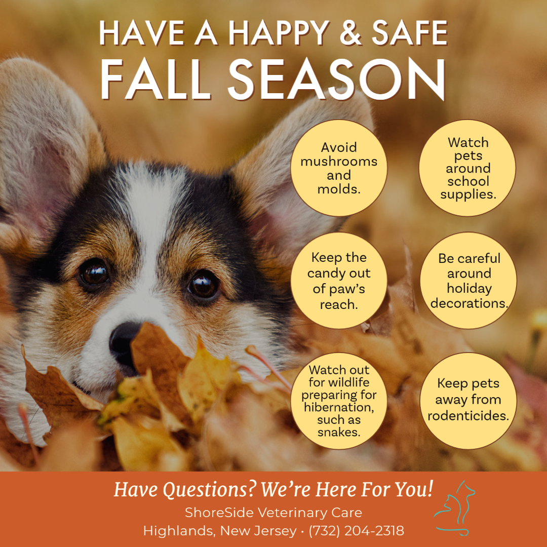 Shoreside Veterinary Care Highlands, New Jersey